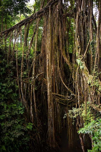 Tropisch regenwoud of jungle met bomen en lianen