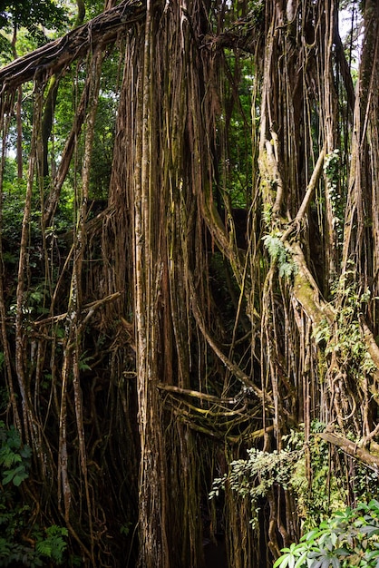 Tropisch regenwoud of jungle met bomen en lianen