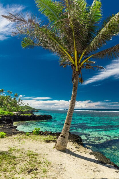 Tropisch strand aan de zuidkant van het eiland Samoa met kokospalmen