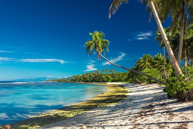 Tropisch strand aan de zuidkant van het eiland Samoa met kokospalmen