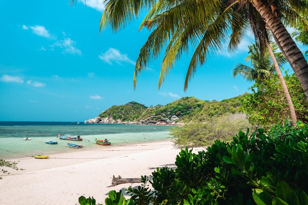 Tropisch strand en kokospalm in Koh Tao