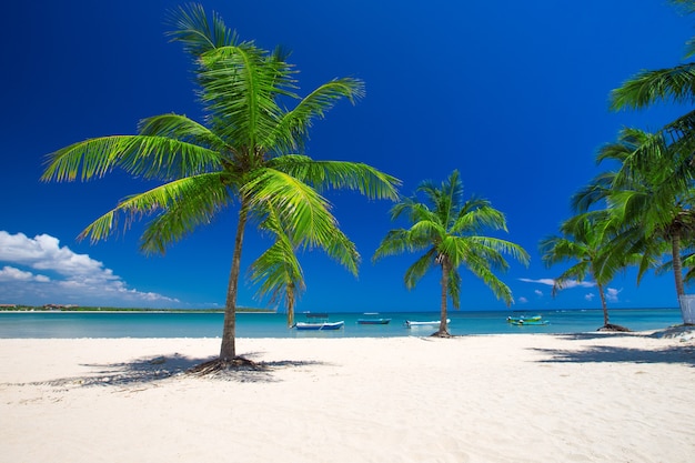 Tropisch strand in Sri Lanka