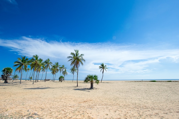 tropisch strand in Sri Lanka