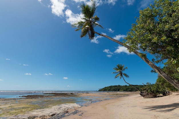 Tropisch strand met hellende kokospalmen op Boipeba Island Bahia Brazilië.