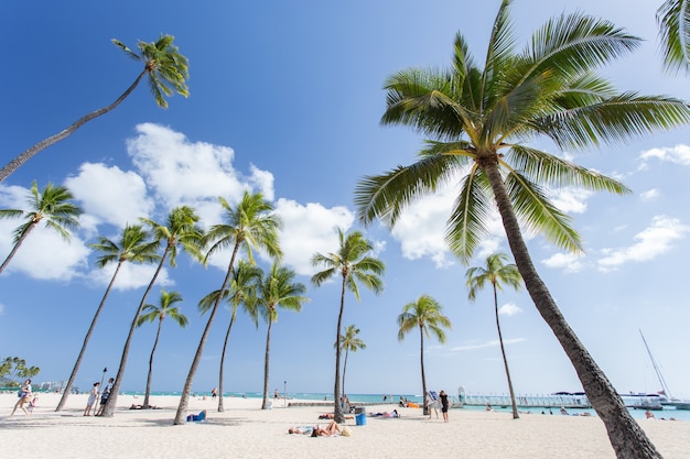 Tropisch strand met kokospalm