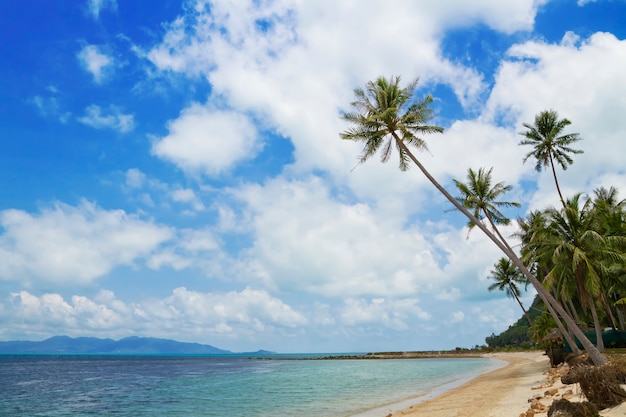 Tropisch strand met kokospalmen die uit in het overzees, Koh Samui, Thailand uitsteekt