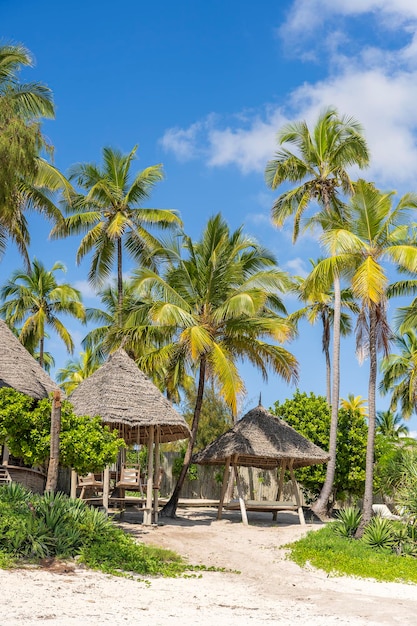 Tropisch strand met kokospalmen op het eiland Zanzibar Tanzania Afrika Reis- en vakantieconcept