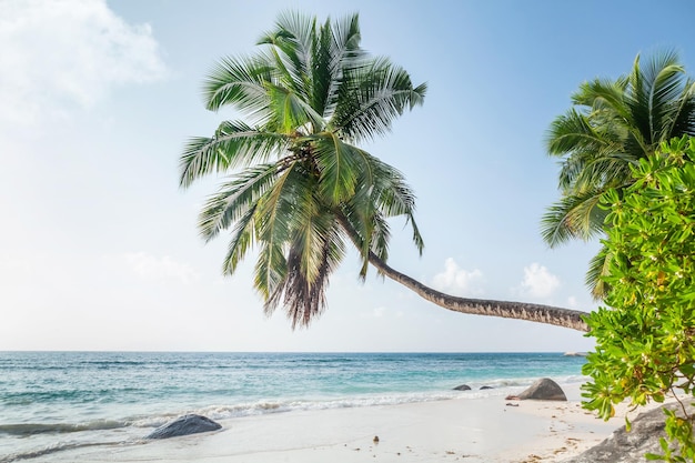 Tropisch strand met palmbomen en turquoise zee