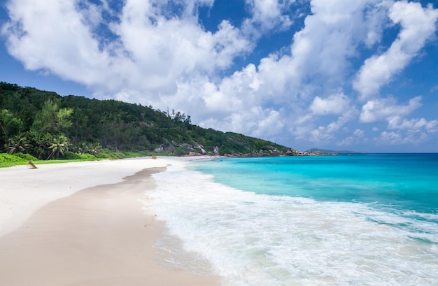 tropisch strand met palmbomen