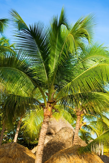 Tropisch strand onderdak dak en palmboom koesteren in de hete zon.