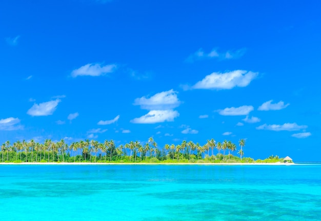 Tropisch strand op de Malediven met weinig palmbomen en blauwe lagune