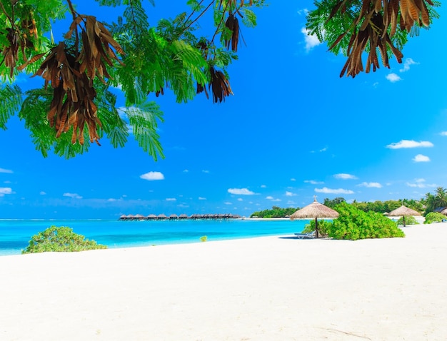 Tropisch strand op de Malediven met weinig palmbomen en blauwe lagunexAxA
