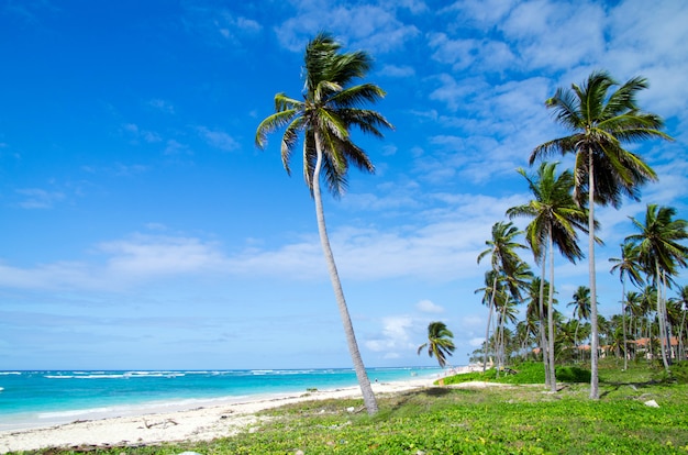 Tropisch strand op zonnige dag