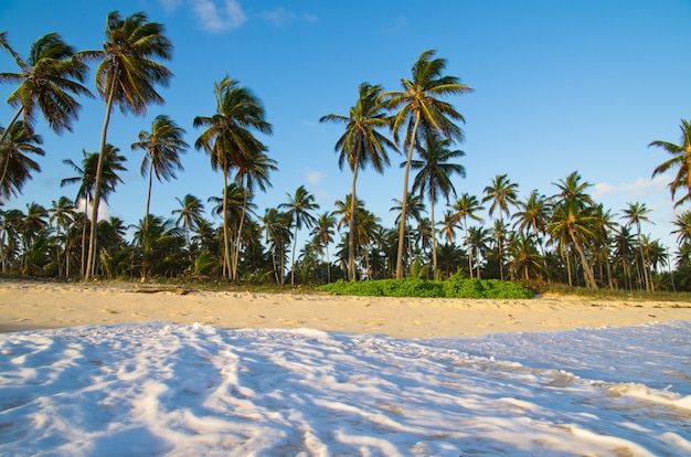 tropisch strand