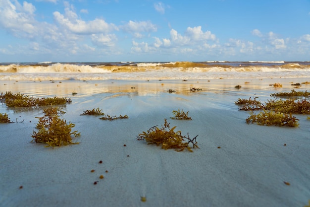 Tropisch zandstrand met helder water als achtergrond