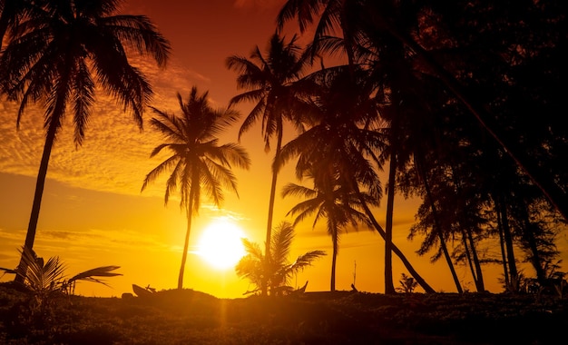 Tropisch zonsondergangpanorama met kokospalmen