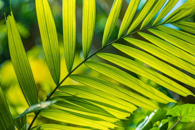Tropische achtergrond groene plant close-up, bladeren van tropisch woud jungle palmblad in helder