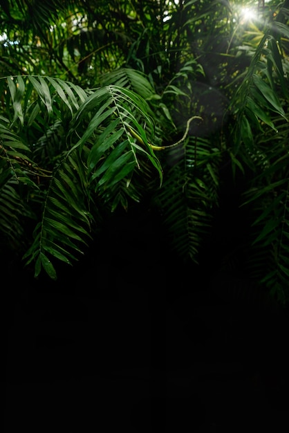 Tropische achtergrond met groene palmbladeren