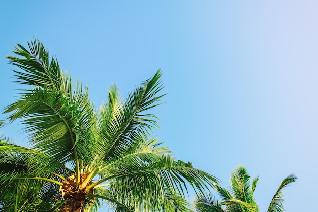 Tropische achtergrond met palm