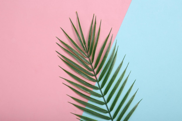 Foto tropische achtergrond palmblad op roze blauwe achtergrond