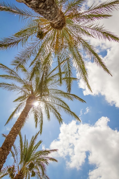 Tropische achtergrond van palmbomen over een blauwe hemel