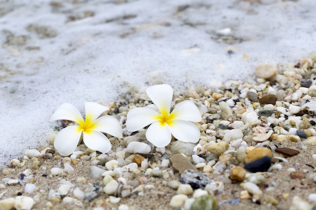 Tropische alba van bloemplumeria op strand