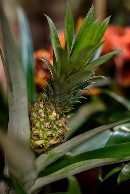 Tropische ananasteelt in de botanische tuin