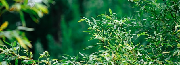 Tropische bamboe achtergrond verse bladeren op boom als natuur ecologie en milieu concept