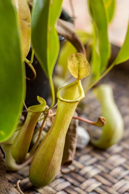 Tropische beker of aap bekers planten.