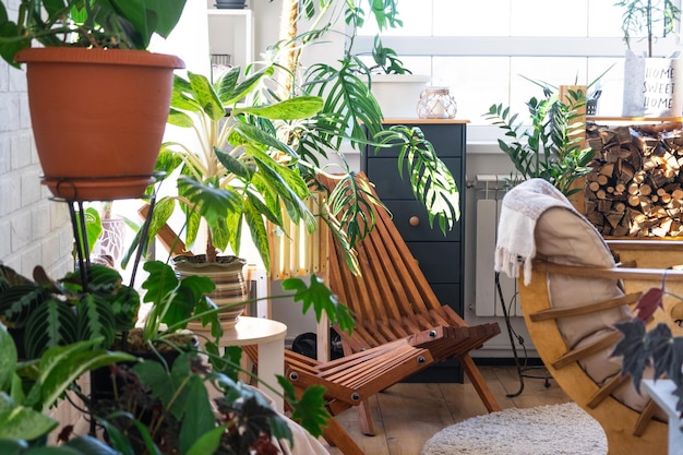 Tropische binnenplanten in de binnenkamer witte zolder in het landhuis houten meubels brandhout voor de open haard in het zonlicht Huisplant Het kweken en verzorgen van potplanten groen huis in het huisje