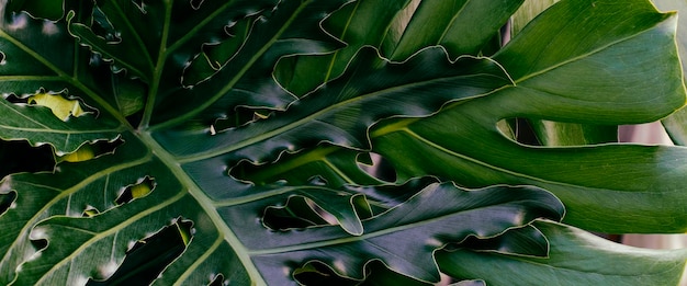 Tropische bladeren groene natuur achtergrond