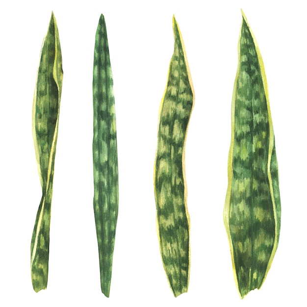 Tropische bladeren set slang plant huisplanten sanseviera bladeren waterverf met de hand getekende illustratie