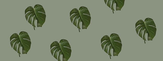 Tropische bladeren van Monstera deliciosa op een pastelgroene achtergrond Banner