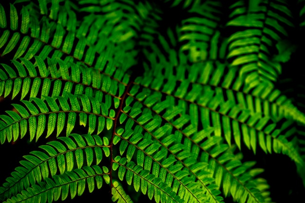 Foto tropische bladerenachtergrond, groen patroon als achtergrond.