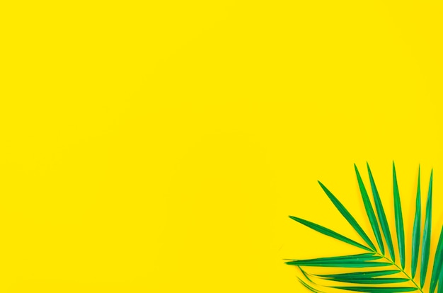 Tropische bladpalm op een gele achtergrond. Flyer voor bovenaanzicht