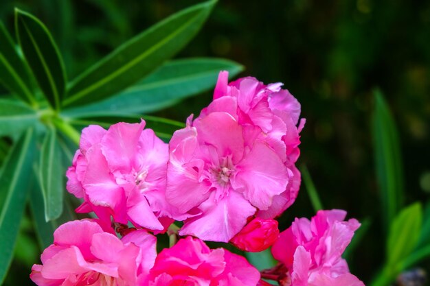 Tropische bloeiende bloemen close-up