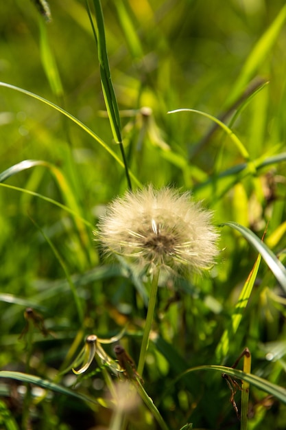 Tropische bloem in het veld natuurlijke groene vegetatie mooie zomerdag landschap