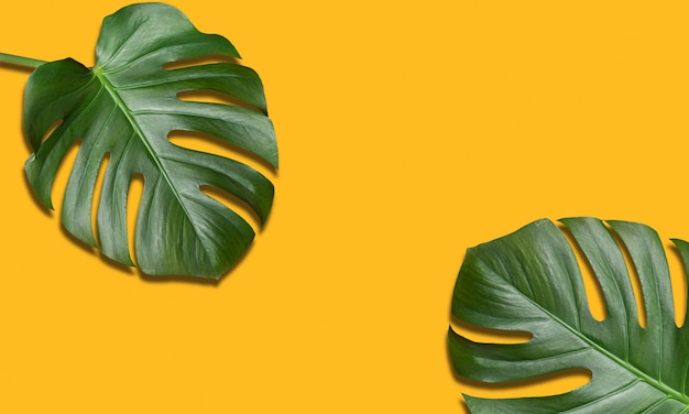 Tropische bloem monstera twee bladeren op gele achtergrond. zomer reizen, vakantie concept. minimalistische compositie met kopie ruimte.