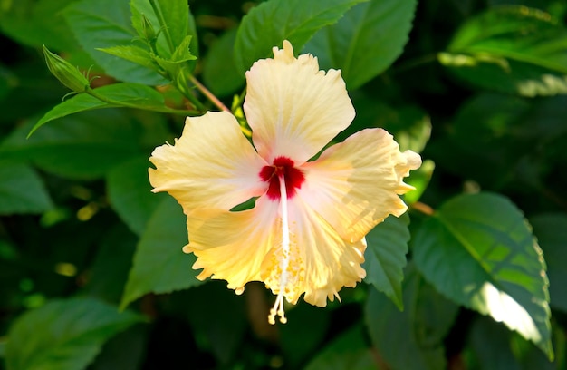 Tropische bloem Plumeria