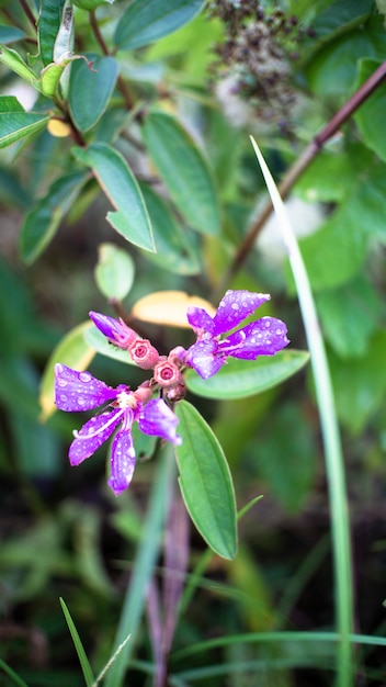 Foto tropische bloem