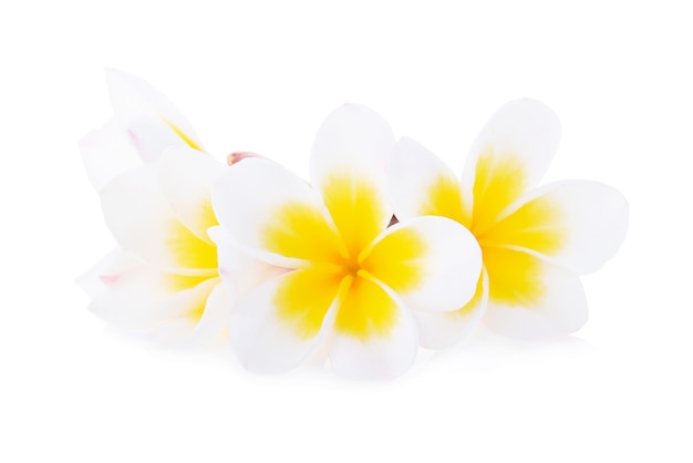 Tropische bloemen frangipani (plumeria) geïsoleerd op wit