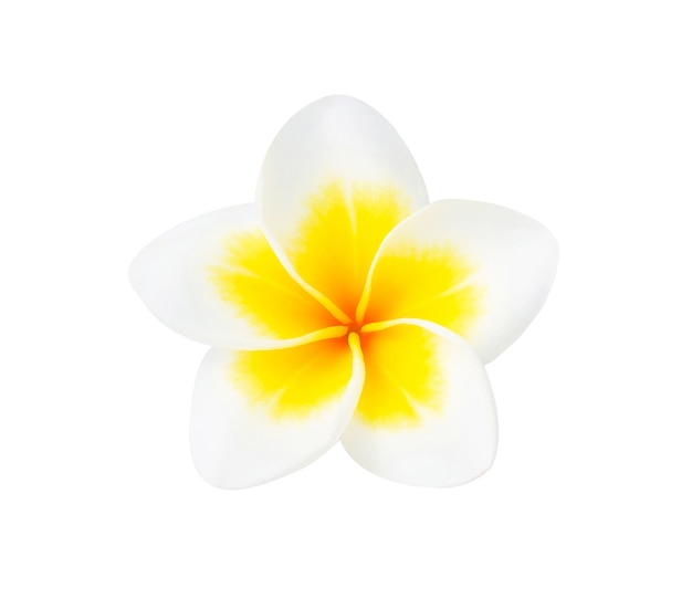 Tropische bloemen frangipani (plumeria) geïsoleerd op wit