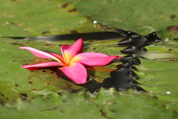 Tropische bloemen roze frangipani