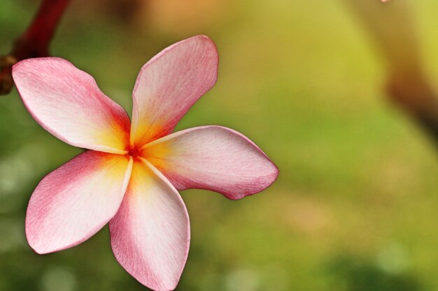 Tropische bloemen roze frangipani