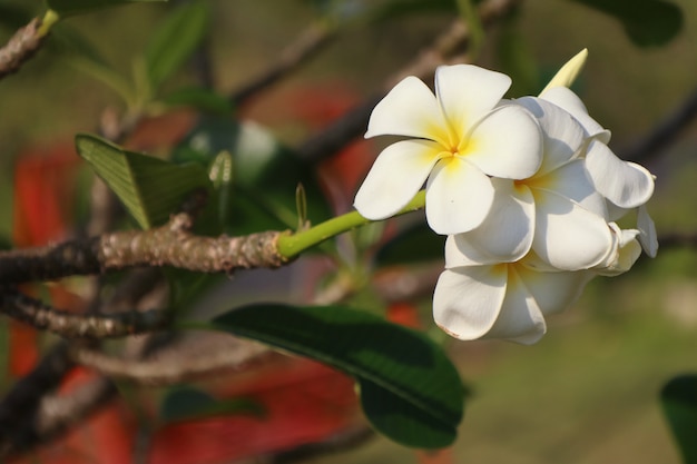 Tropische bloemen witte frangipani