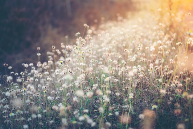 Tropische bloemzonsondergang