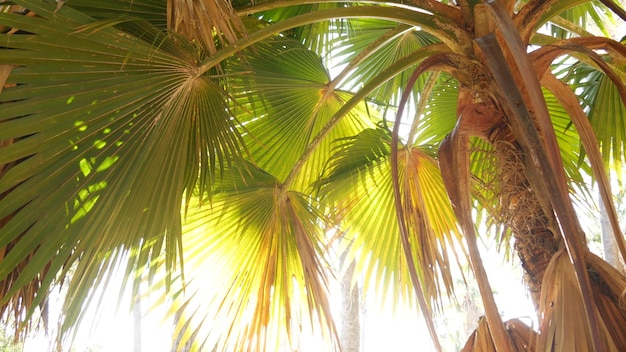 Tropische bomen in zonnig oerwoud, exotisch Amazone-regenwoud of palmcanyon