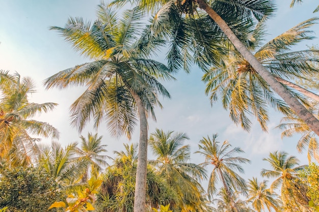 Tropische bomen natuur achtergrond. Mooie palmbomen zacht vintage kleureffect, avondrood