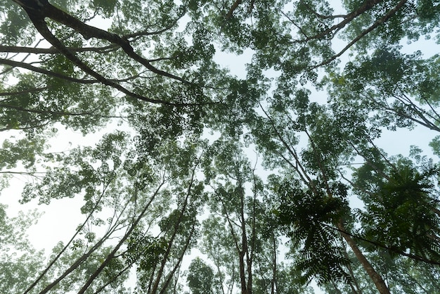 tropische boom in het bos