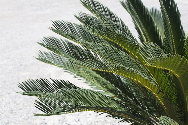 tropische boom palmbladeren. natuurlijk bladpatroon.